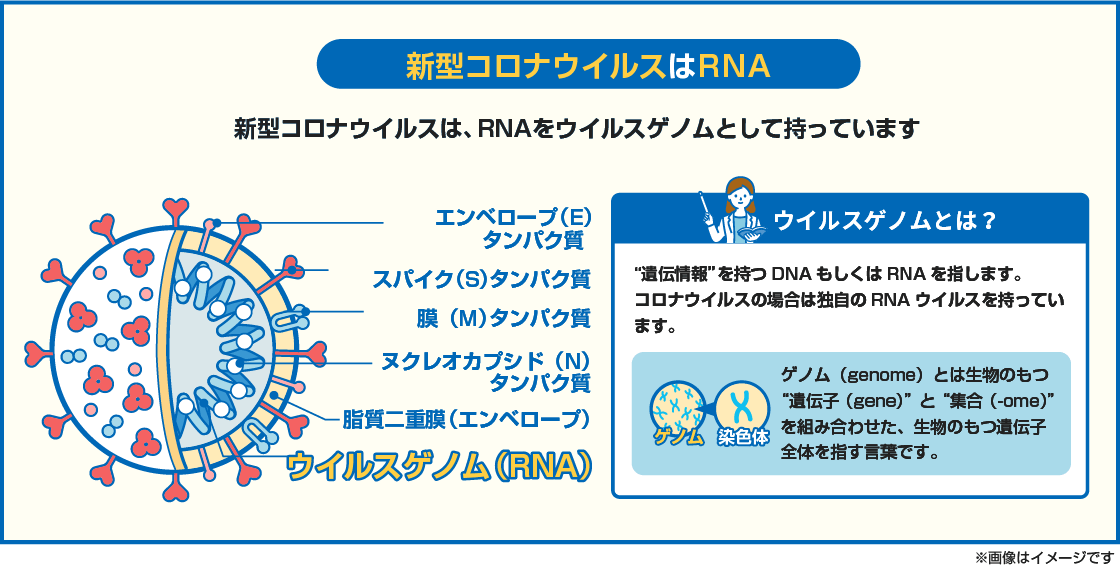 【図解】新型コロナウイルスはRNAをウイルスゲノムとして保有