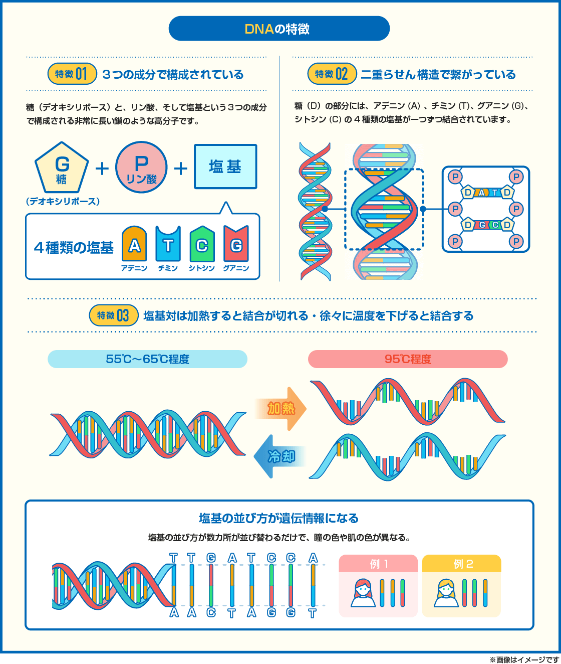 【図解】DNAの3つの特徴を解説