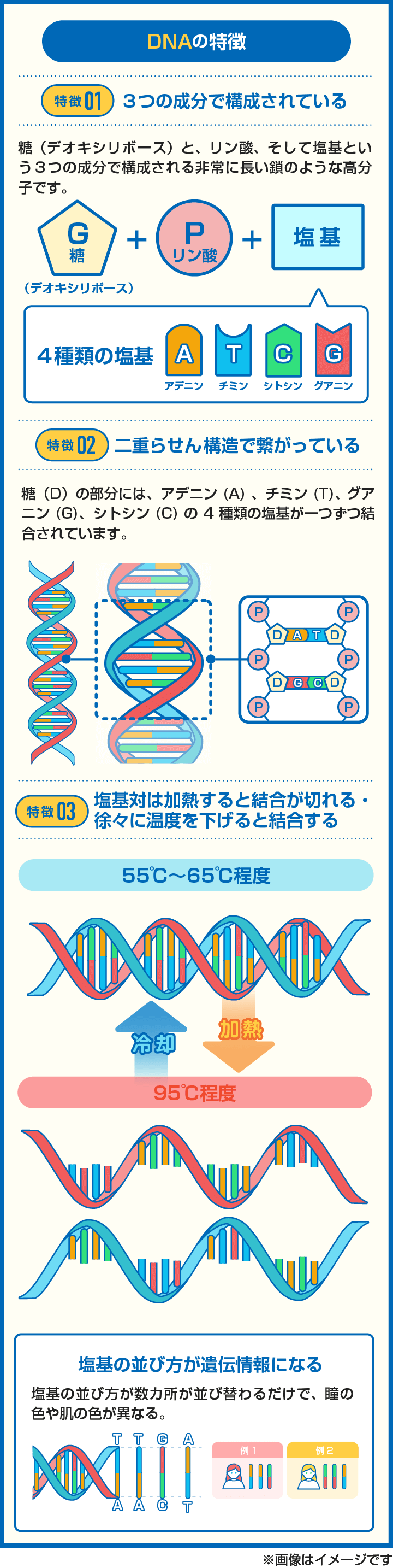【図解】DNAの3つの特徴を解説