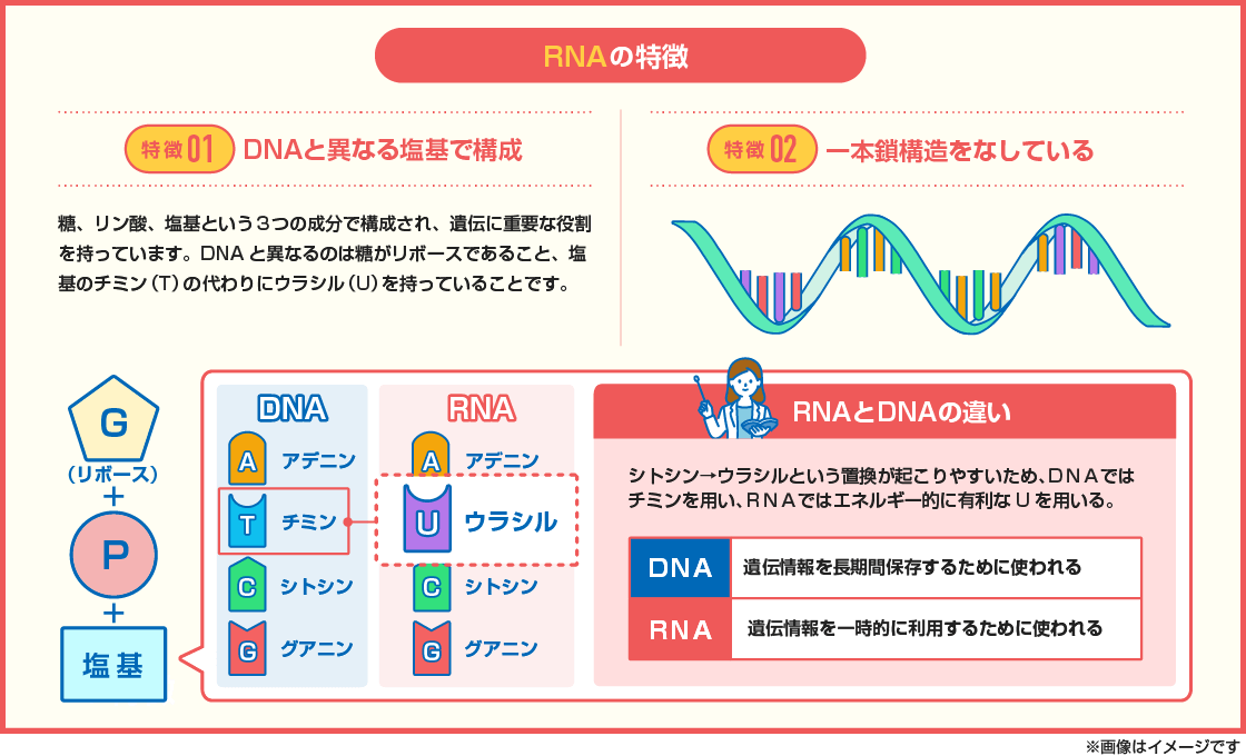 【図解】RNAの2つの特徴を解説