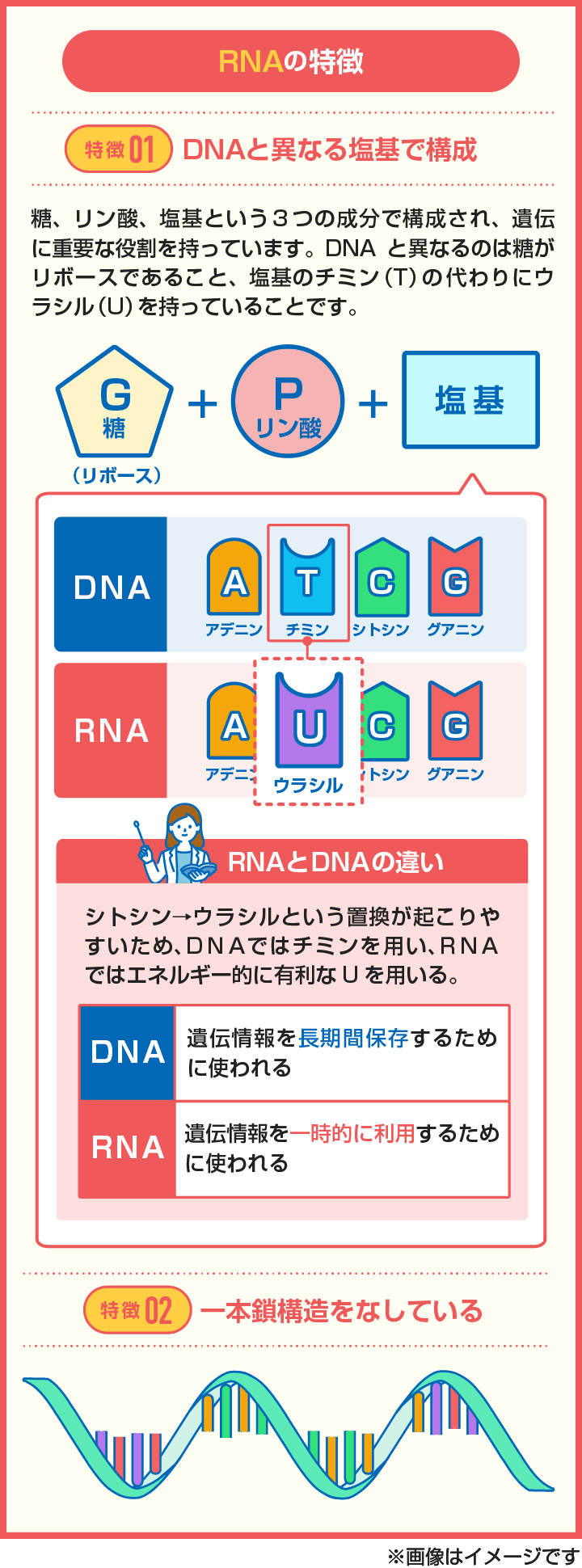 【図解】RNAの2つの特徴を解説